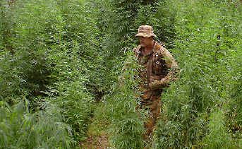 Det Sgt Tony Parsons keeps watch over the huge marijuana crop when it was uncovered in 2007. Det Sgt Tony Parsons keeps watch over the huge marijuana crop when it was uncovered in 2007.